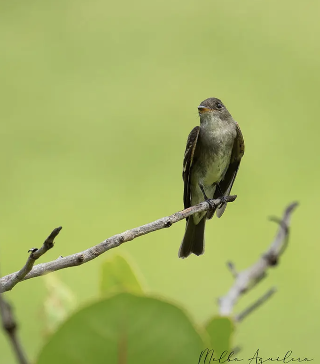 Cozumel Birding Tours